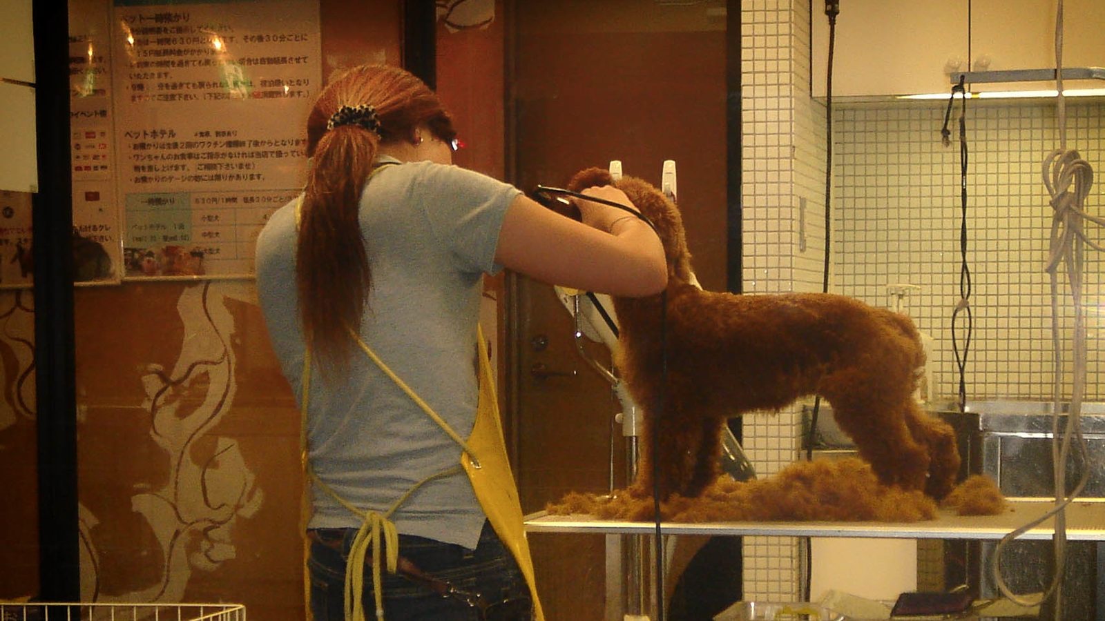 A groomer in a yellow apron clips a red toy poodle on a grooming table, with the shop's posted price list on the wall behind.