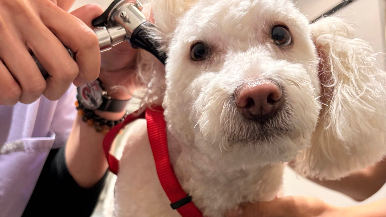 Hands hold a curly white dog in a red harness while an otoscope checks inside its ear.