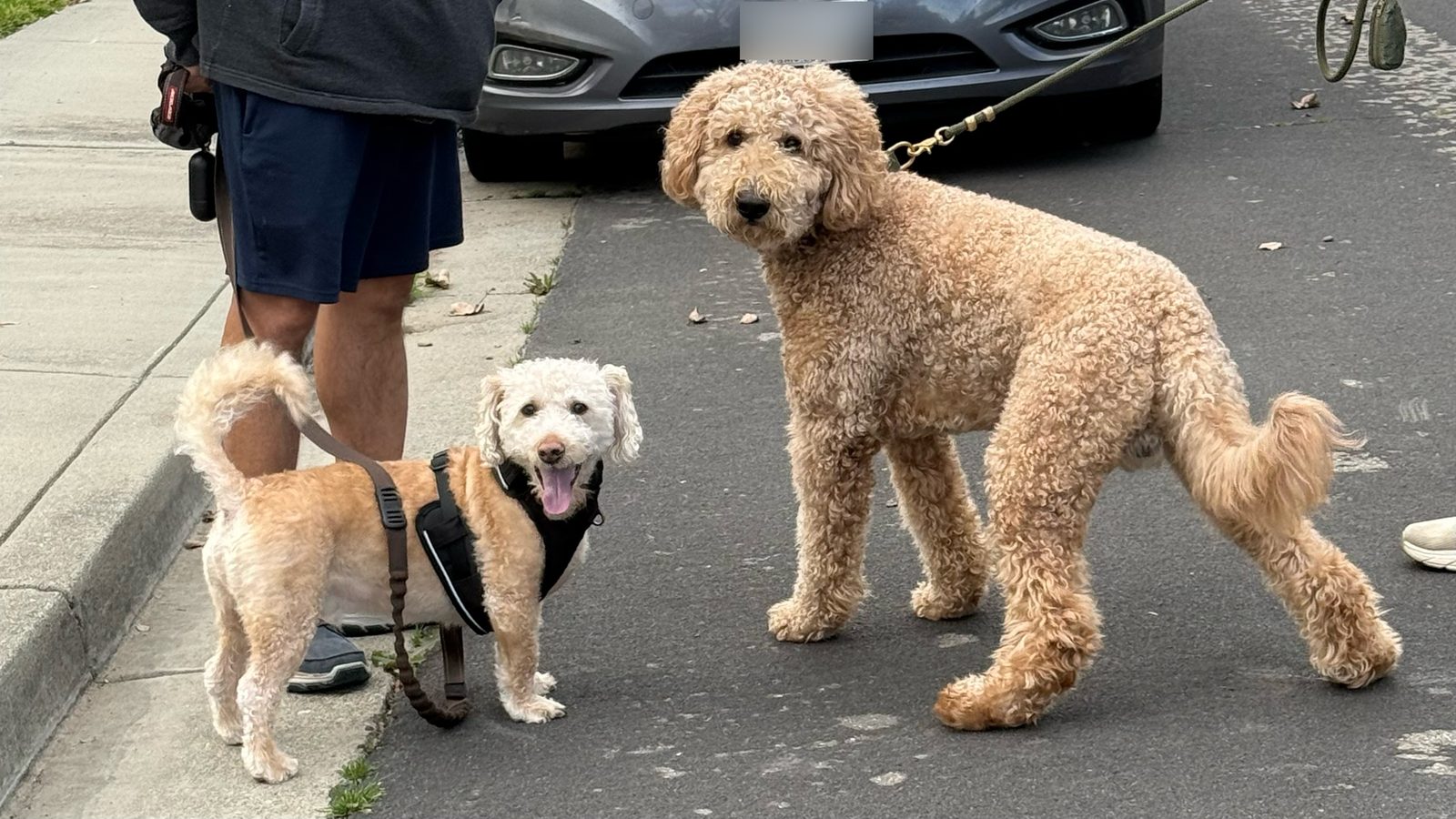 A small cream Mini Labradoodle in a harness stands next to a much larger apricot Standard Labradoodle with a curly coat, both on leashes on a street.