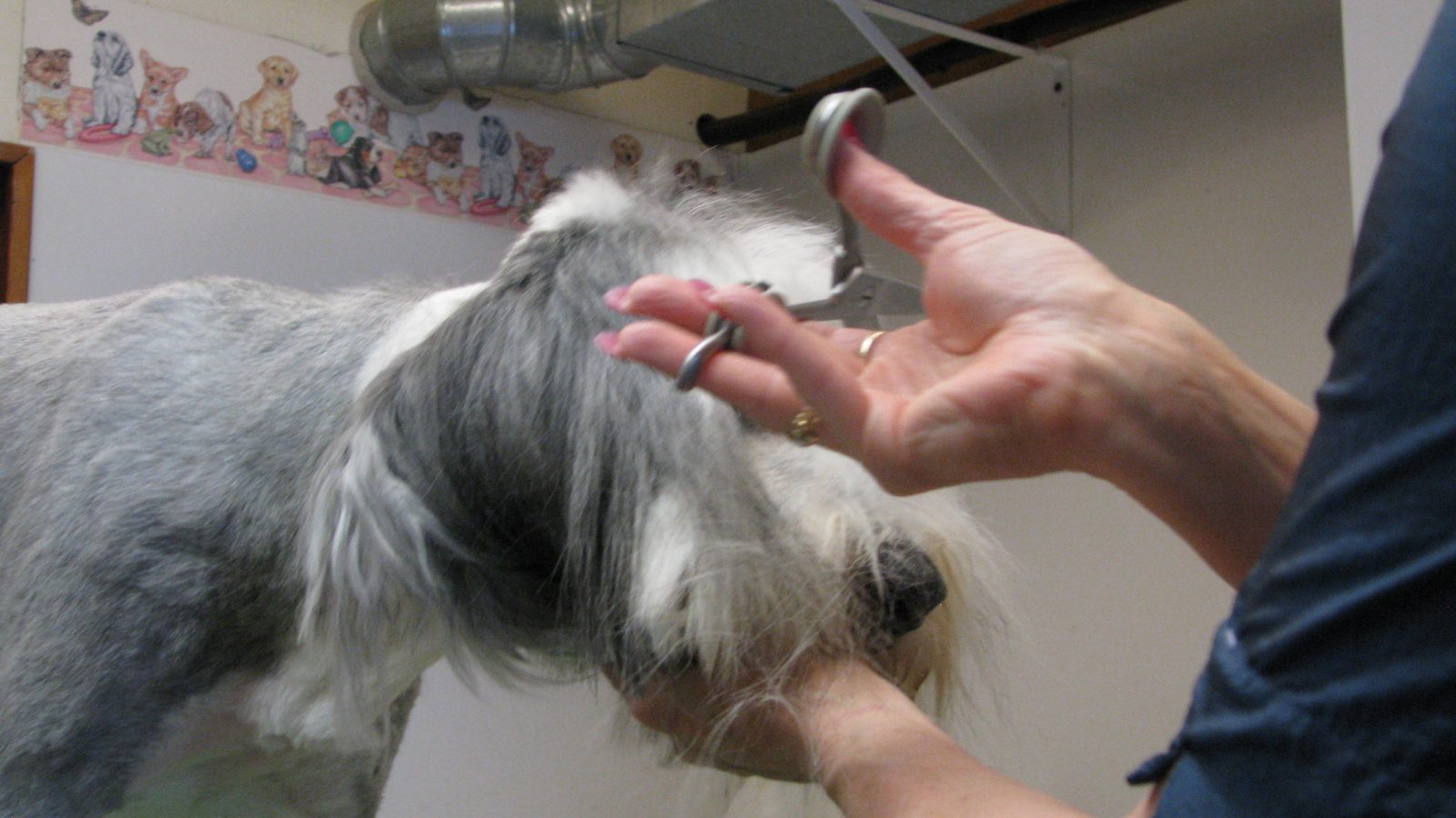 A groomer's hands scissor the hair on the side of a grey and white shaggy dog's head, with the groomer's face out of frame.